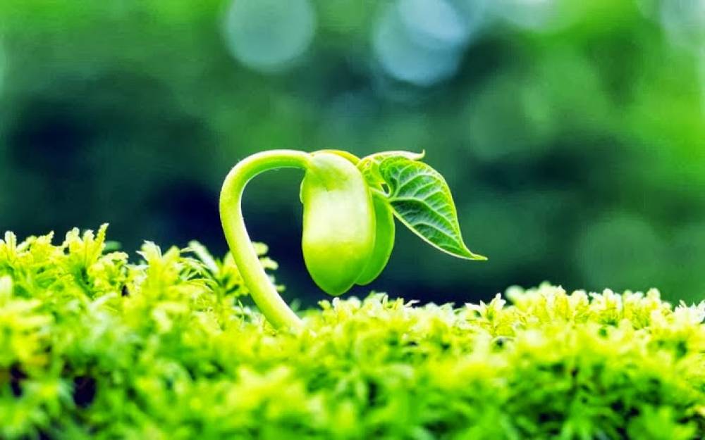 KIẾN GIẢI VỀ CHỮA TRỊ UNG THƯ - PHẦN 8: “THẦN TIÊN SỐNG” HẠ CẢNH THANH NÓI VỀ CHỮA TRỊ UNG THƯ